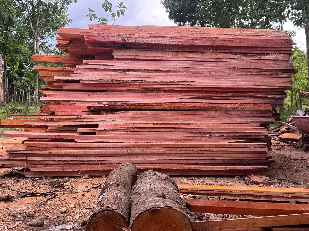 Tablas aserradas junto a un tronco