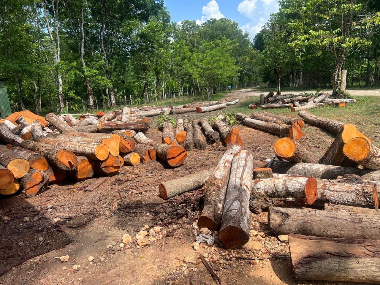 Troncos de madera en la zona de acopio