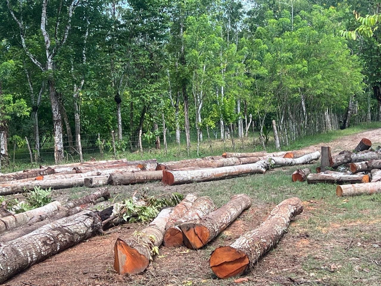Troncos cortados en el campo antes del traslado