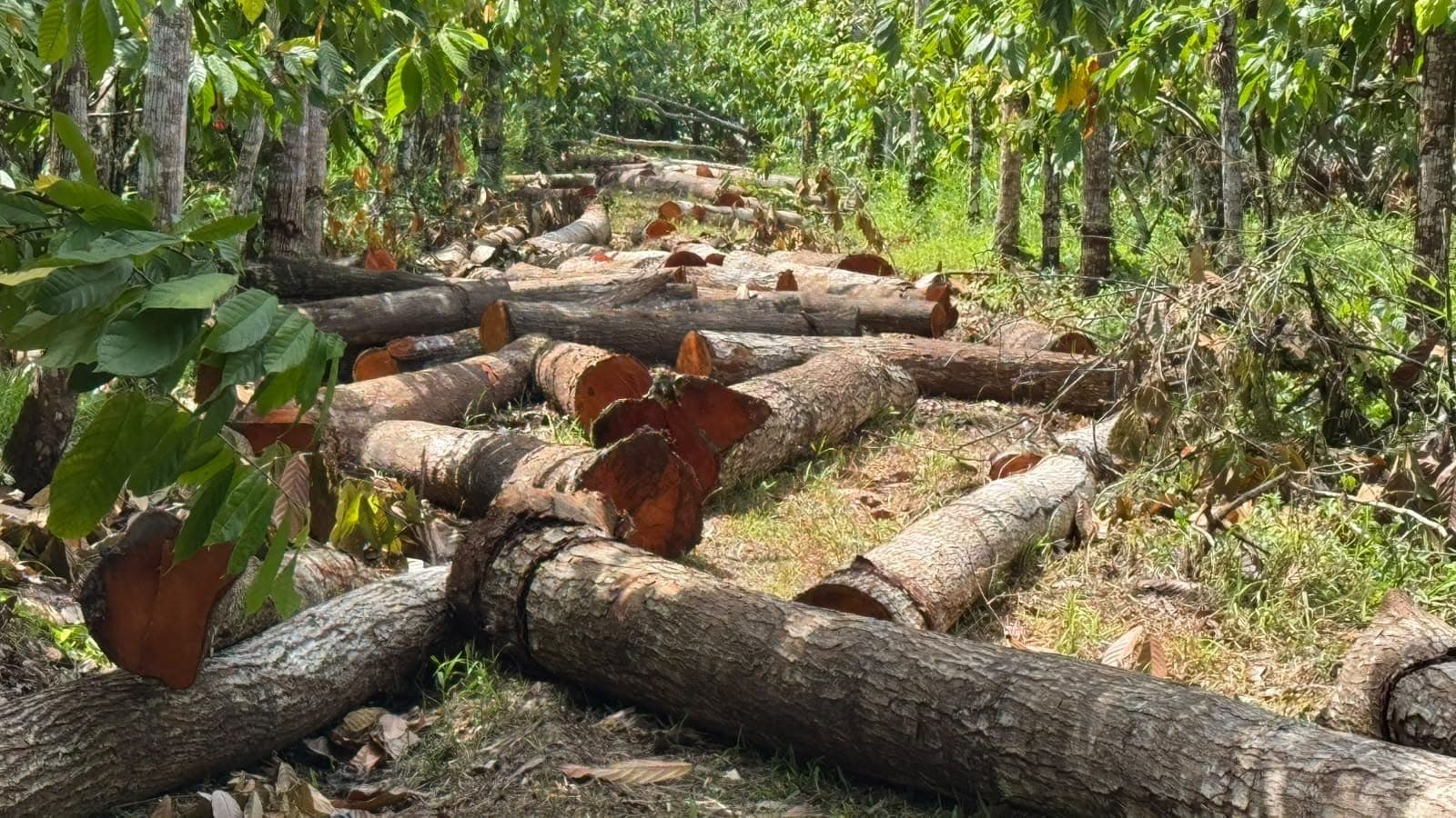 Troncos en una finca listos para recoger